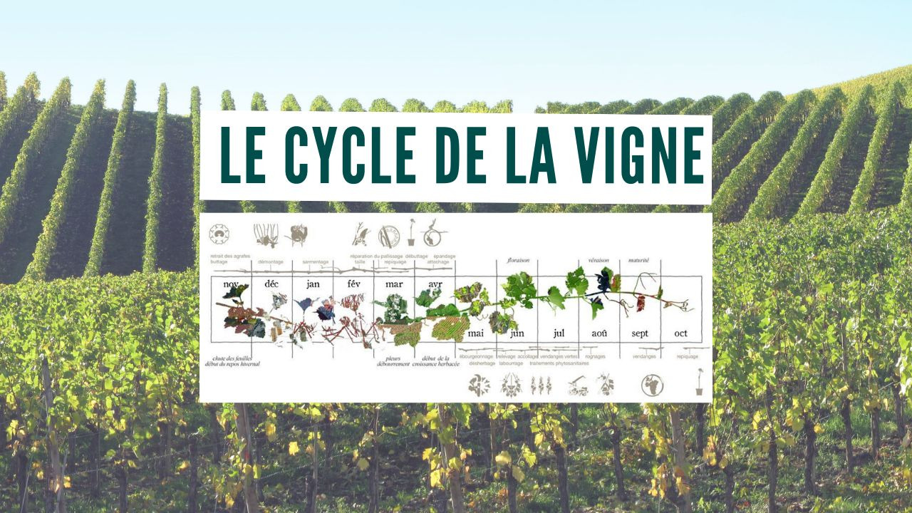 Le cycle de la vigne